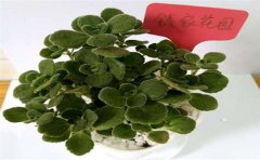 甲醛檢測(cè)處理真的有用嗎？