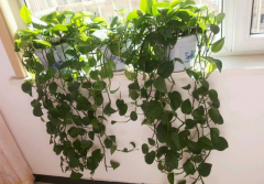 甲醛污染忌視而不見，快給你的新居通通風吧！