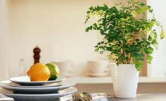 盤(pán)點(diǎn)新房除甲醛最快速方法有那些?