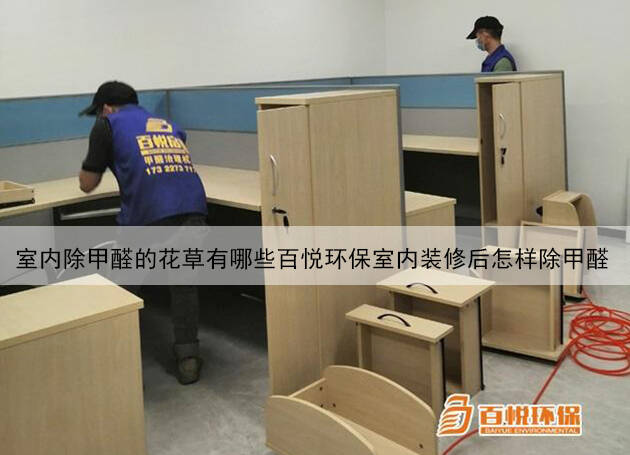 室內(nèi)除甲醛的花草有哪些百悅環(huán)保室內(nèi)裝修后怎樣除甲醛 室內(nèi)除甲醛的花草有哪些百悅環(huán)保室內(nèi)裝修后怎樣除甲醛